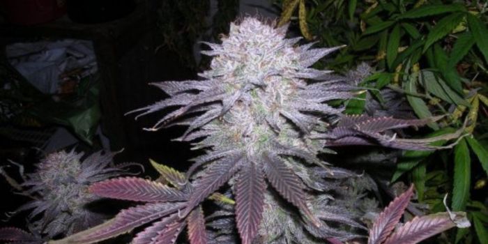graines de cannabis