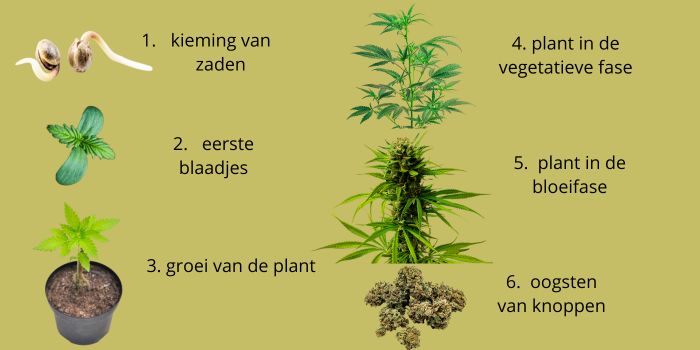 ontkieming van cannabiszaden