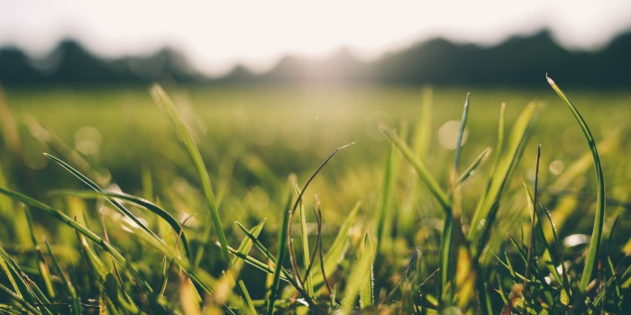 Ontkieming van cannabiszaden