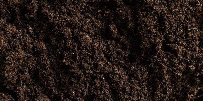 optimal jord til cannabis