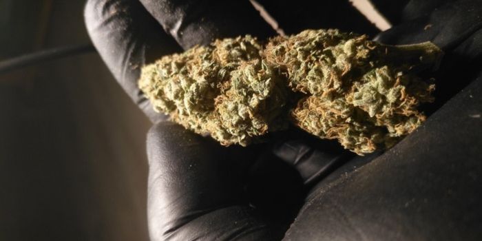 décarboxylation du cannabis