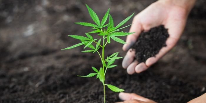 terre pour le cannabis