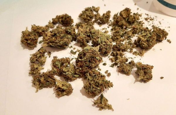cannabis