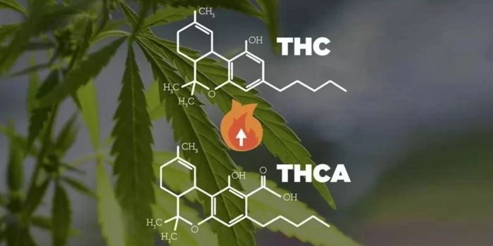 decarboxylatie van cannabis