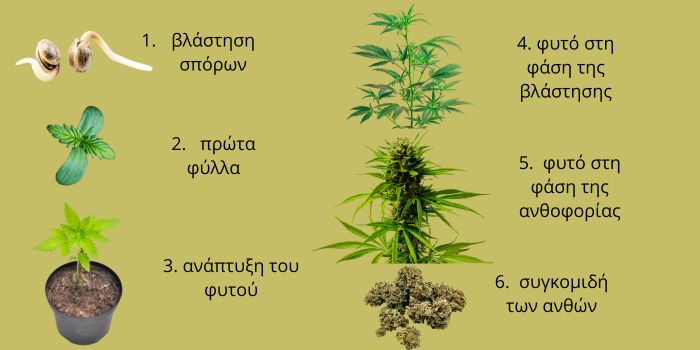 βλάστηση σπόρων κάνναβης