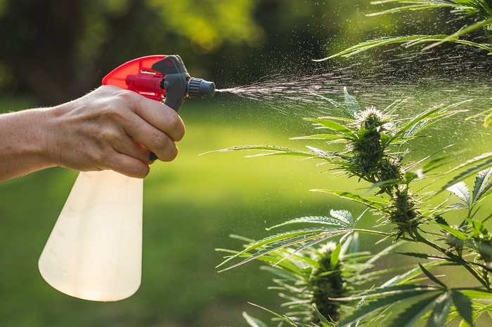 engrais pour le cannabis