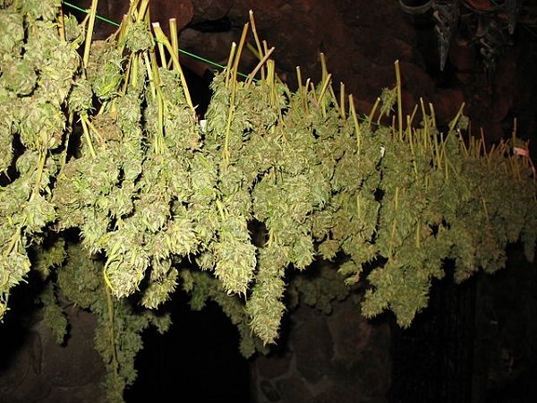 séchage du cannabis