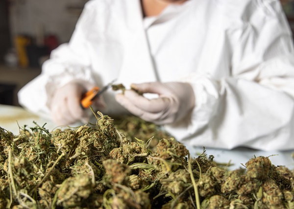 séchage du cannabis