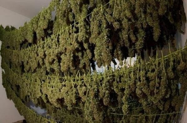séchage du cannabis