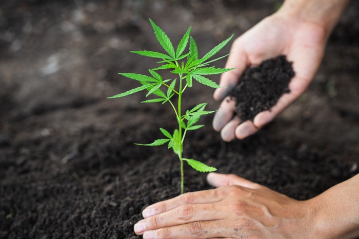 jord för cannabis