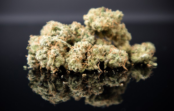 ξήρανση κάνναβης