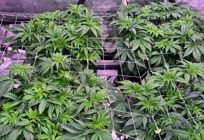 Marijuanaodling med Sea of Green (SOG) och ScrOG