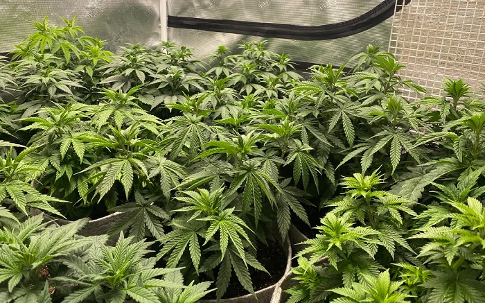 Marijuanaodling med Sea of Green (SOG) och ScrOG