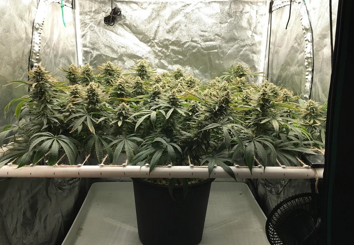 Marijuanaodling med Sea of Green (SOG) och ScrOG