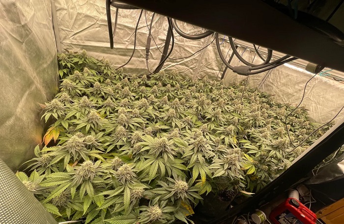 Marijuanaodling med Sea of Green (SOG) och ScrOG