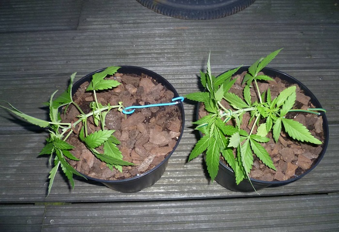 LST training van marihuana