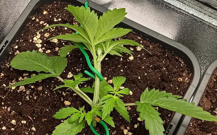 LST training van marihuana