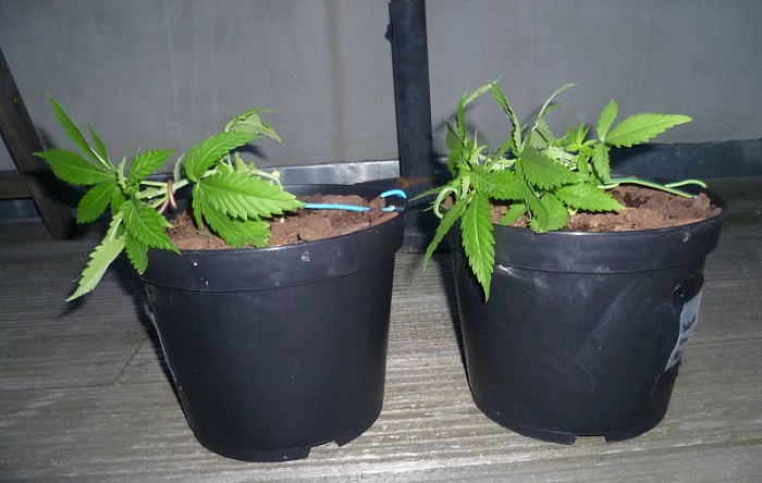 LST training van marihuana