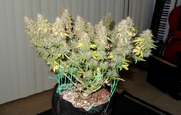 LST training van marihuana