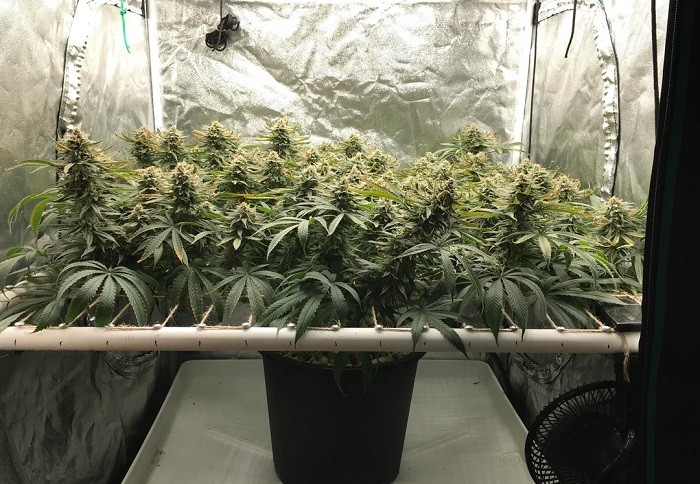 SOG en ScrOG wiettraining