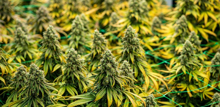 automatische cannabissoorten