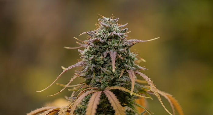 automatische cannabissoorten