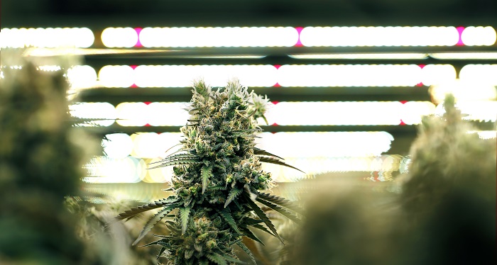 automatische cannabissoorten