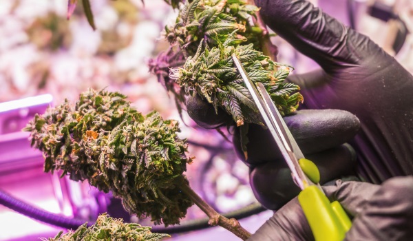 Cannabis oogsten