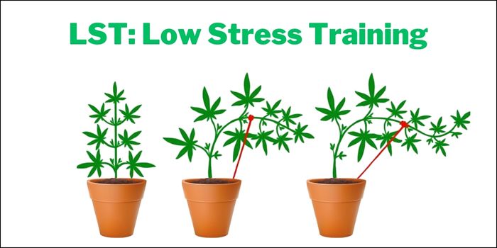 Low Stress Training (LST) af cannabis