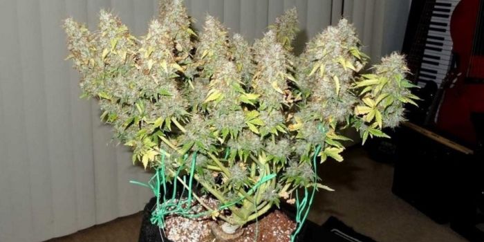 Low Stress Training (LST) af cannabis