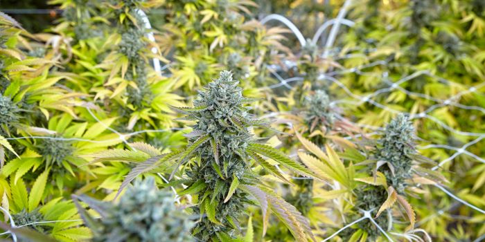 Low Stress-Training LST af cannabis