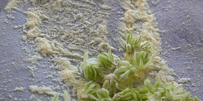 pollen de cannabis