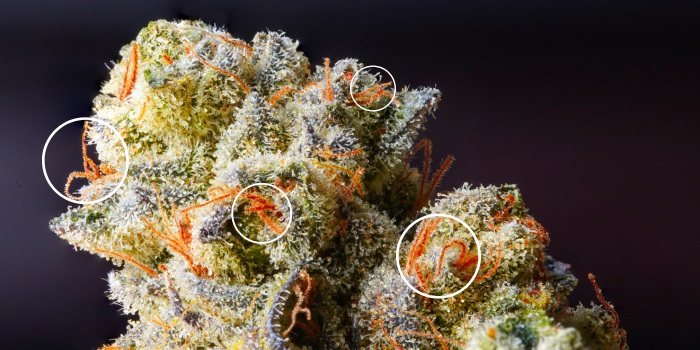 fleur de cannabis