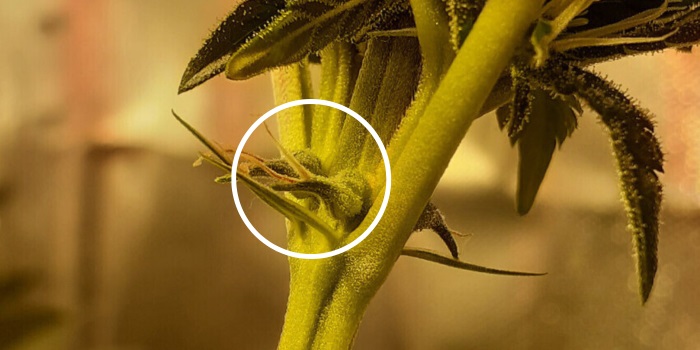 fleurs de cannabis