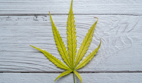 Récolte du cannabis