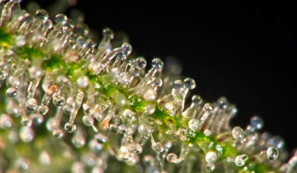 Récolte du cannabis