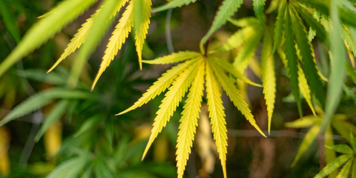 gelbe Cannabisblätter