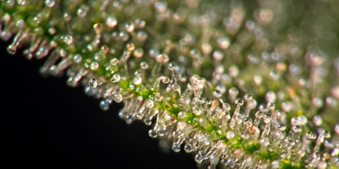 Cannabis-Trichome