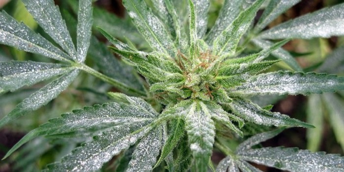 Echter Mehltau auf Cannabis