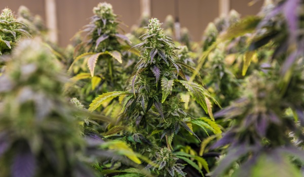 Wanneer marihuana oogsten