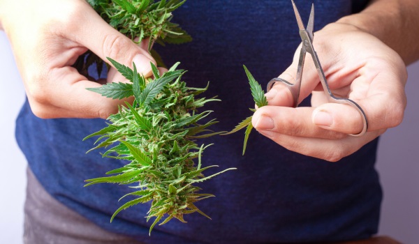 Wanneer marihuana oogsten