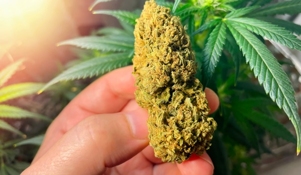 Wanneer marihuana oogsten