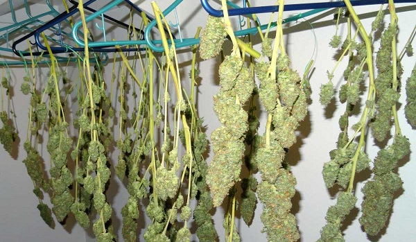 Wanneer marihuana oogsten