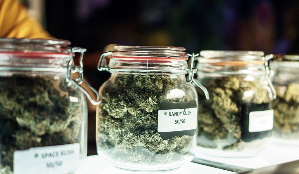 Wanneer marihuana oogsten