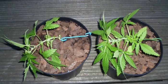 Wat is cannabis LST training