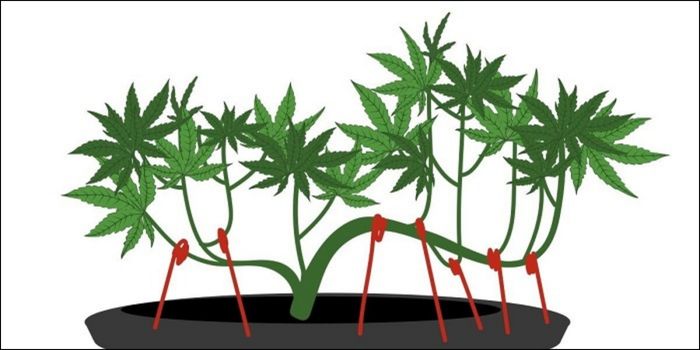 Wat is cannabis LST training