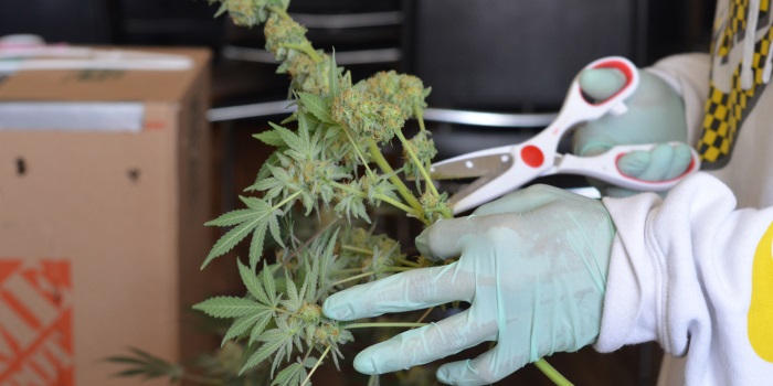 Fällung von Cannabis