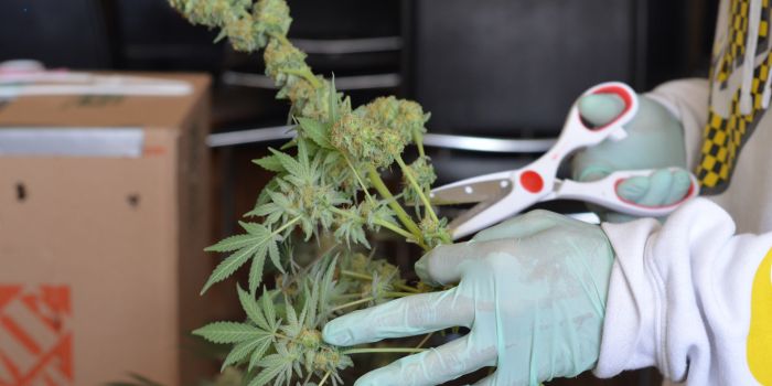 verzameling van cannabis
