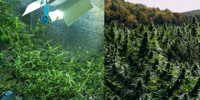 cannabis soorten