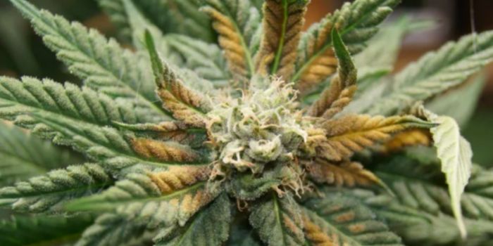 Overskud og mangel på næringsstoffer